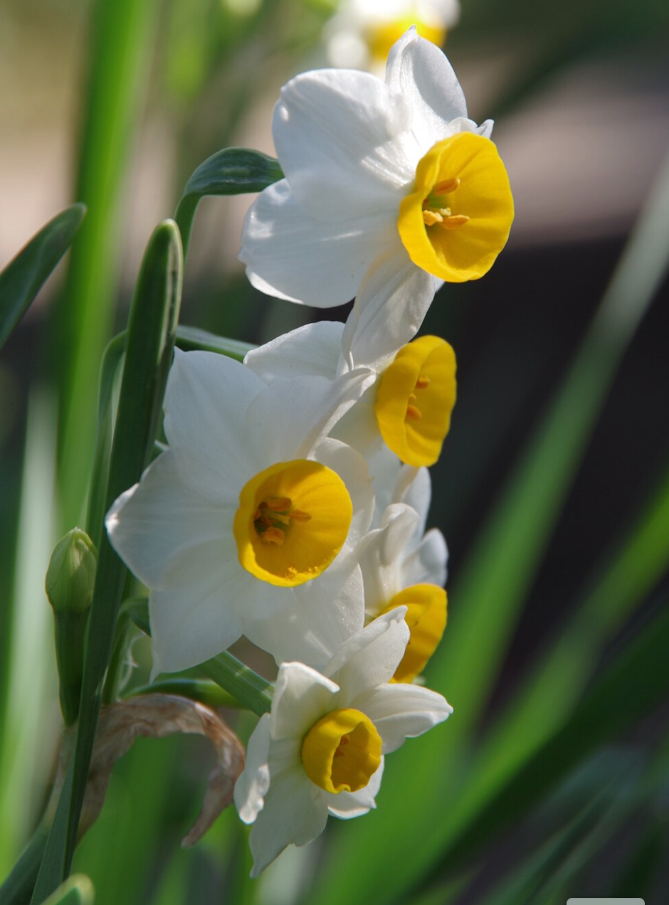 Daffodil 水仙 水仙头